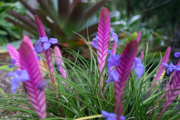 Pink, lilac and blue flowers closeup. Pink quill or tillandsia guatemalensis - 732011546