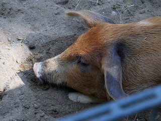 Schwein gehabt / das Schwein als Symbol für unerwartetes Glück