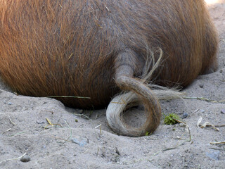 Schwein gehabt / das Schwein als Symbol für unerwartetes Glück