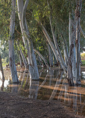 Water reflections of flooded trees after  the heavy rains in January 2024, in Herzliya Park, Herzliya city, Israel