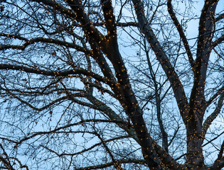 Lighting branches against blue sky