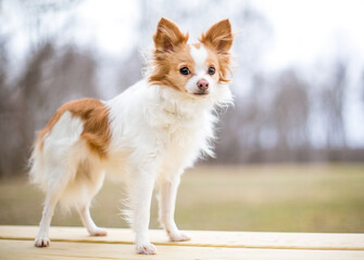 A cute Long-haired Chihuahua x Papillon mixed breed dog