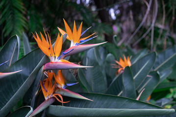 Orange bird of paradise flowers on green leaves background. Strelitzia - 732013935