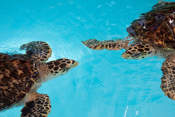 Casal de tartarugas gigantes na água. 