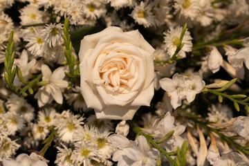 Obraz premium rose under the sunset light