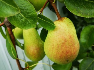 ripe pears on a branch in a garden or vegetable tree