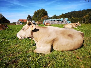 a closeup of a cow laying in a country field