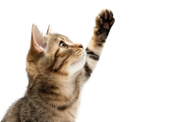 Cute tabby kitten raising paw up, Isolated on transparent background.
