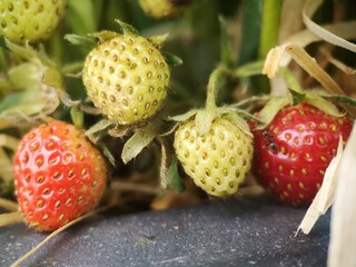 a closeup of ripe and unripe strawberries - obrazy, fototapety, plakaty