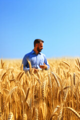 Naklejka na ściany i meble Modern farming - male farmer standing in a grain field checking the crop in summertime