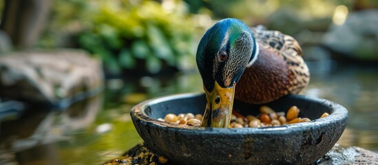 A bird with a beak is enjoying a meal of small animal food from a bowl in a pond, surrounded by plants and grass, with water as its liquid ingredient.