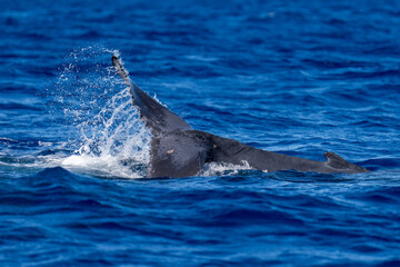 Humpback Whale Baby Tail Slapping near Lahaina, Maui, Hawaii