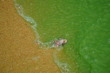 Frog that has swum into the green algae area and is dying. Green algae bloom for 3 days in February in the river Rio Tapajos, Para, Brasil. Oxygen deficiency due to chlorophyta, animal and fish death.