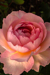 Pink Peony flower against dark background, vertical macro closeup