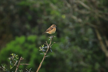 European Stonechat on a branch - 732022707