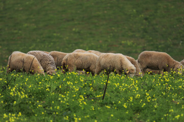 Herd of sheep in a field with grass and yellow flowers - 732022728