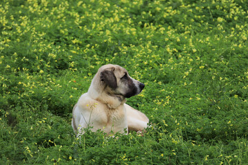 Shepherd dog on a green field - 732022730