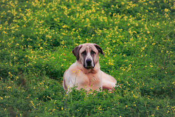 Portuguese Shepherd dog on a green field - 732022750