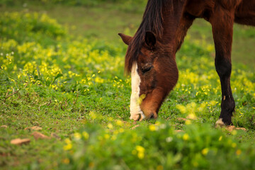 Brown horse eating in the meadow - 732022752