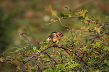 European Stonechat on a branch shaking the feathers - 732022757