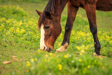 Brown horse eating in the meadow - 732022765