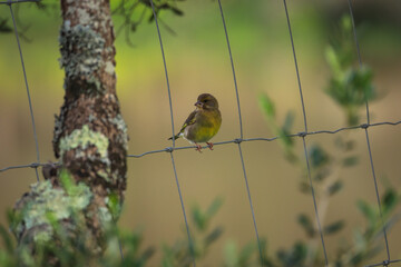 Young European Greenfinch on a fence wire - Chloris chloris, beautiful passerine bird - 732022766