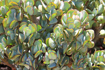 Foliage of a Ripple Jade plant. Crassula arborescens