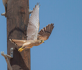 common kestrel (Falco tinnunculus) in flight; hawk in flight; bird flying off a lamp post; Common kestrel from Dubai Desert Conservation Reserve, United Arab Emirates.