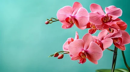 Foto auf Alu-Dibond Exquisite orchid flowers, symbolizing elegance and beauty, perfect for botanical studies or as a sophisticated decorative element © Nilima