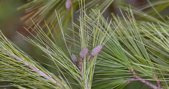Conifer tree needles and cones swaying to the wind.