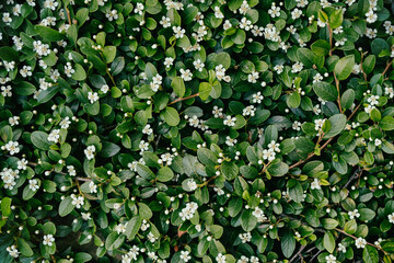 Detailed view of small white flowers on dense green shrubbery.