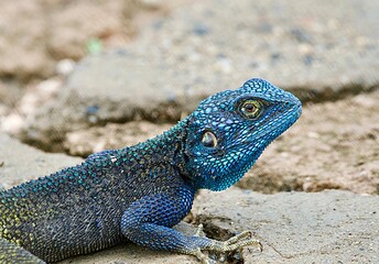 Portrait of a rock agama