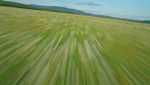 fpv drone flying low and fast over field with wild flowers in the countryside at sunset Voges region