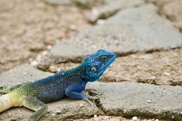 Portrait of a rock agama