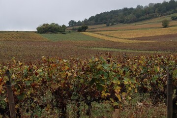 Vineyards in France 