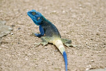 Portrait of a rock agama