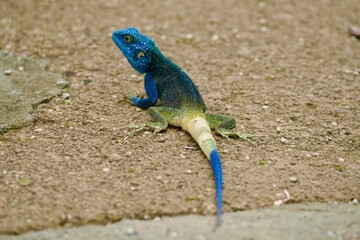 Portrait of a rock agama