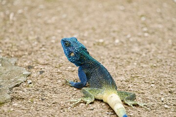 Portrait of a rock agama