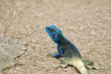 Portrait of a rock agama