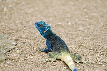Portrait of a rock agama