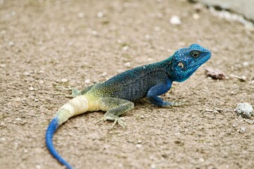Portrait of a rock agama