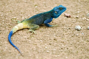 Portrait of a rock agama