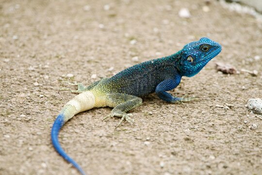 Portrait of a rock agama