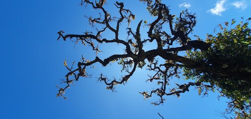 nature and trees as some of the most popular aspects of the world. Indeed, nature, including trees and various natural landscapes, holds immense popularity and significance for many people around the 