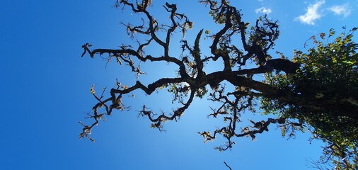 nature and trees as some of the most popular aspects of the world. Indeed, nature, including trees and various natural landscapes, holds immense popularity and significance for many people around the 