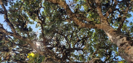 nature and trees as some of the most popular aspects of the world. Indeed, nature, including trees and various natural landscapes, holds immense popularity and significance for many people around the 