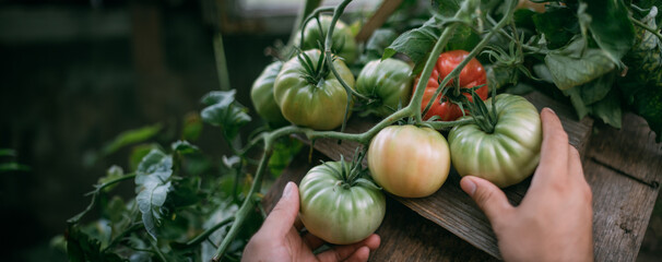 Close-up of a farmer's male hand touching tomatoes growing on a bush in a greenhouse in summer. - obrazy, fototapety, plakaty