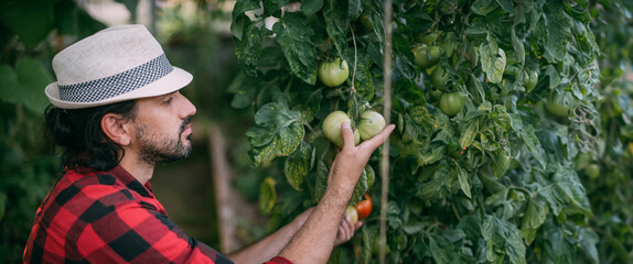 A young man in work clothes is working with a pruner in a greenhouse with tomatoes and cucumbers.