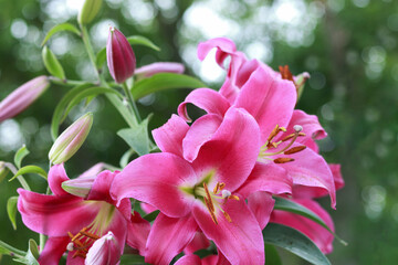 Pink lily flower. Beautiful lilies in the summer garden. Lilium belonging to the Liliaceae. Oriental Hybrid Lily close up. Pink Stargazer Lily flower. Full blooming red Asiatic lily flower. 