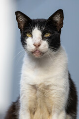 Street black and white cat